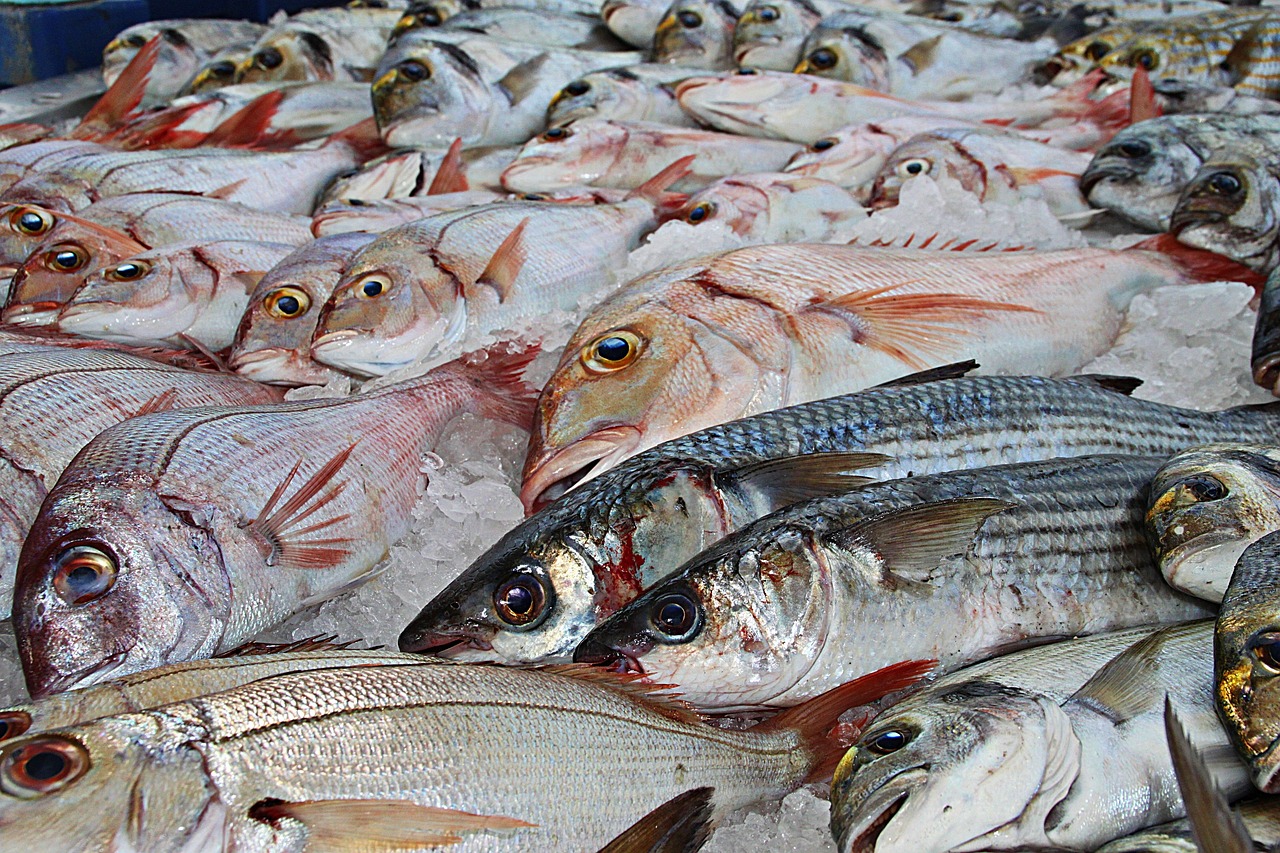 eurovision-frozen-fish.jpg